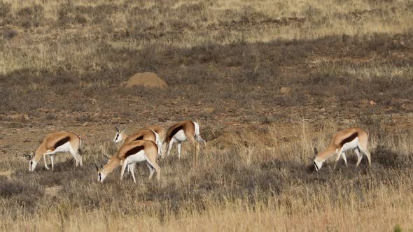 Springbok Antelopes Feeding In Natural Habitat