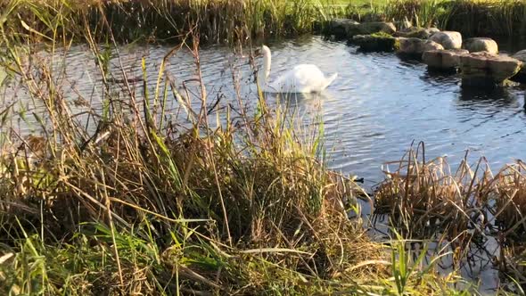 A swan family swims on a lake on a sunny day.