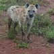 Hyena at Dawn - VideoHive Item for Sale