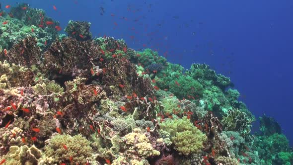 Coral reef slope with orange reef fishes in the Red sea