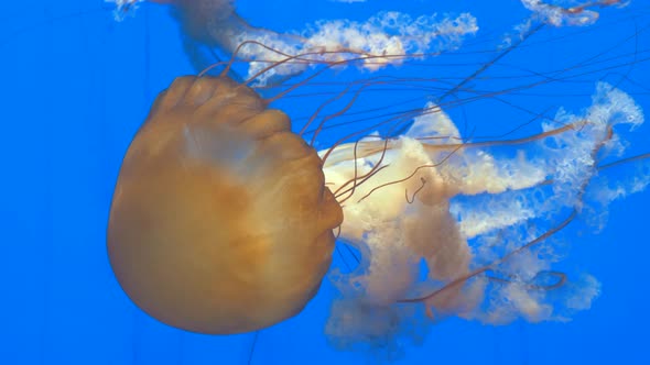 Close-up of Giant Orange Medusa Jellyfish in Aquarium, Blue Background