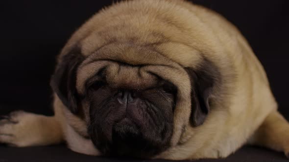 Close Up of Cute Pug Lying on Black Background