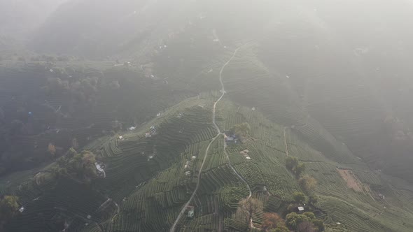 Tea plantation in hangzhou china