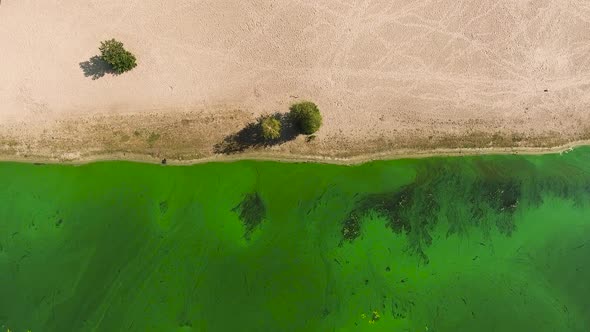 aerial top down of sandy river bank and water heavily polluted with green algae