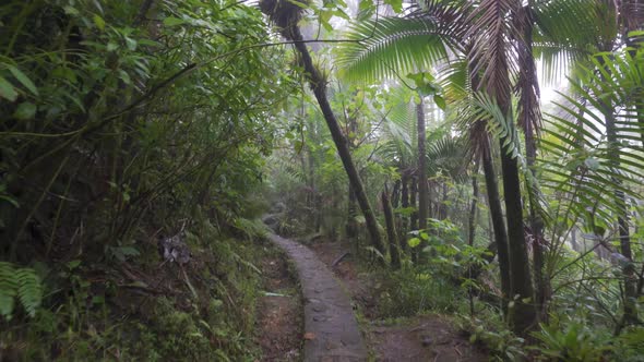 Jungle Path in Tropical Rainforest Among Clouds