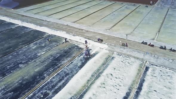 Workers Rake Salt with Shovels From Sites To Road