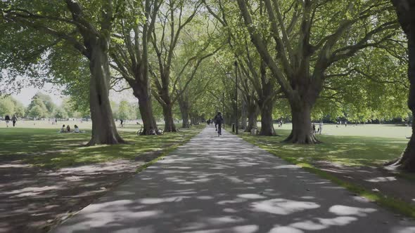 Beautiful path in the park of Cambridge city in england. Green grass, big trees in both sides.