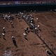 Aerial fly over view of cattle feedlot. - VideoHive Item for Sale