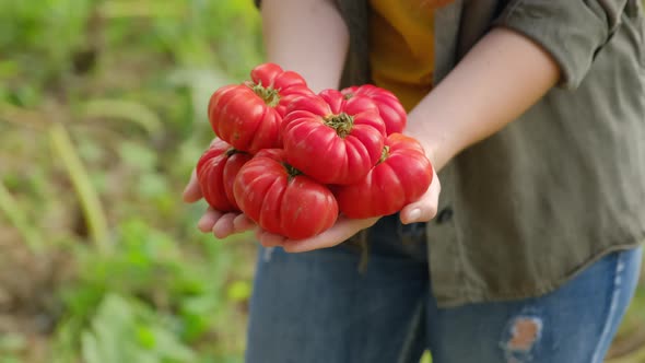 Close up of female hands holding pile of fresh tomatoes