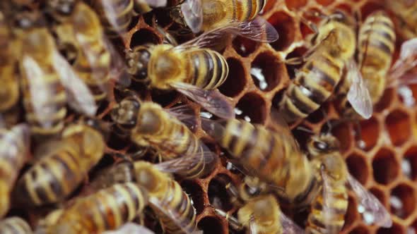 Fresh Honey in a Honeycomb Close Up