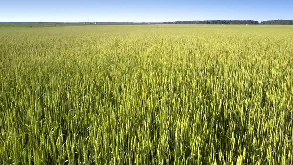 Motion Above Wide Golden Commercial Field of Wheat