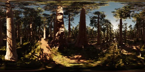 VR360 in Sequoia National Park