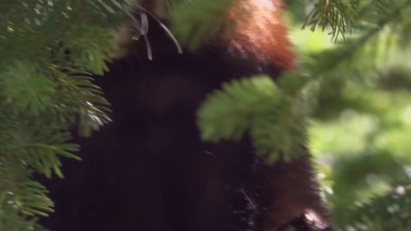 Happy Red Panda Climb a Tree