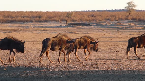 Confusion of Wildebeest walks through frame in golden evening light