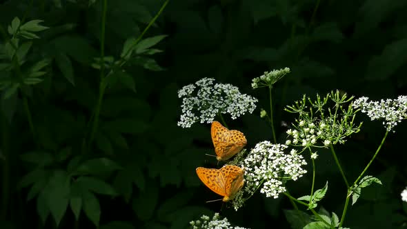 Two Butterflies On A White Flower.