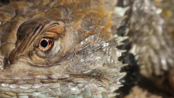 Desert Spiny Lizard Looking Around Extreme Closeup Macro