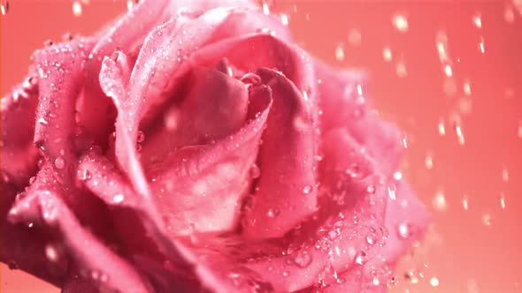 Super Slow Motion Water Falls on the Fragrant Rose Flower