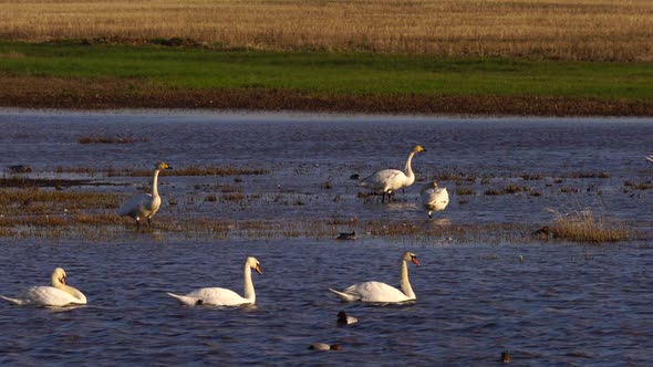 White Swans and Various Minor Birds in Harmony at Lake.