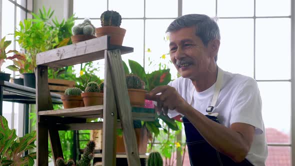 Happy senior gardener man taking care of his plants in greenhouse.