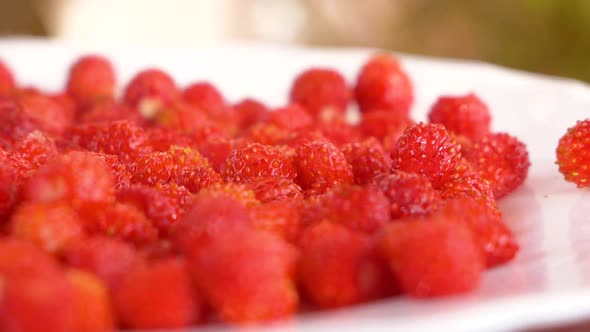 Close-up shot of ripe red strawberries on a plate rotate