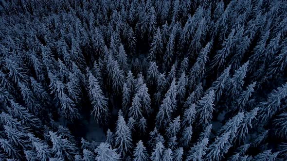 Aerial Flying over Dark Mountain Winter Pine Forest