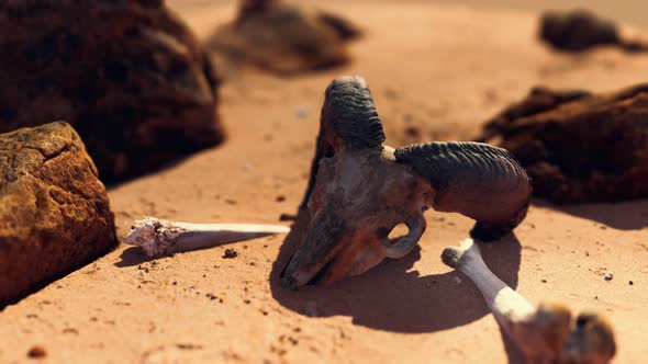 Ram Skull at Sand Beach