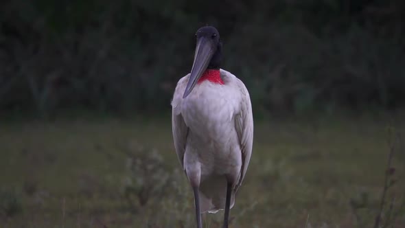 Jabiru Bird Jabiru Mycteria in Nature