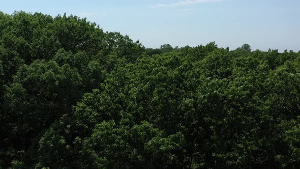 An aerial view above green tree tops in a park on a sunny day. The drone camera boom down into the d