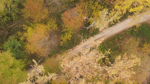 Vertical Video Autumn Forest with Trees in Ukraine Slow Motion