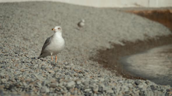 Seagull on Rock Near the Sea in Nature. The Seagull Is Standing on a Rocky Stone.