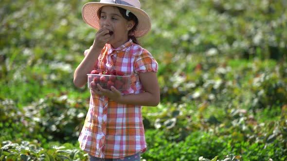 Funny Little Girl Picking and Eating Strawberries on Organic Bio Farm on Warm Sunny Day