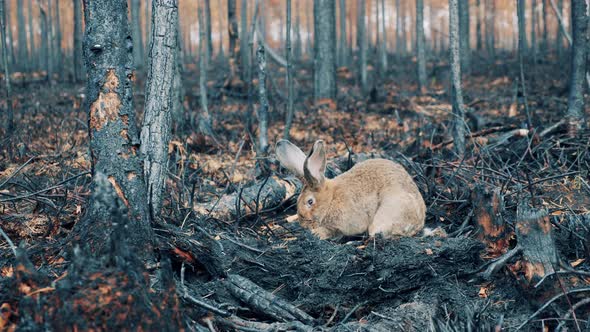 Burntout Woodland with a Wild Rabbit Digging Ground