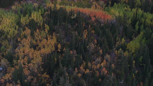 Aerial view of colorful forest at dusk