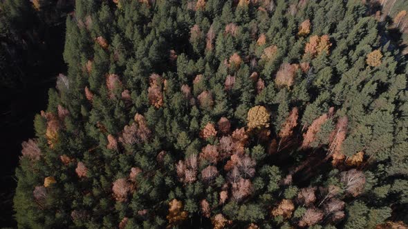 Closeup of colorful autumn forest in Ural