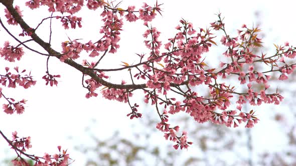 Japanese Sakura