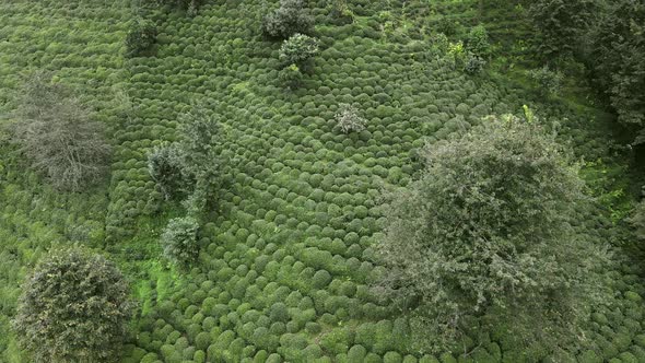 Fresh Tea Trees Grow on Green Hills Plantations