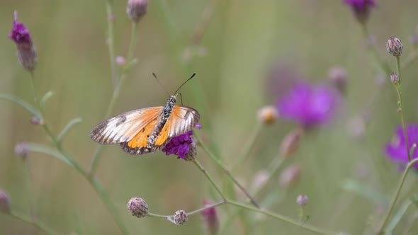 Butterfly on a purple clover 