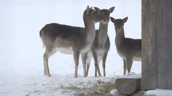 Three baby deer standing in the snow