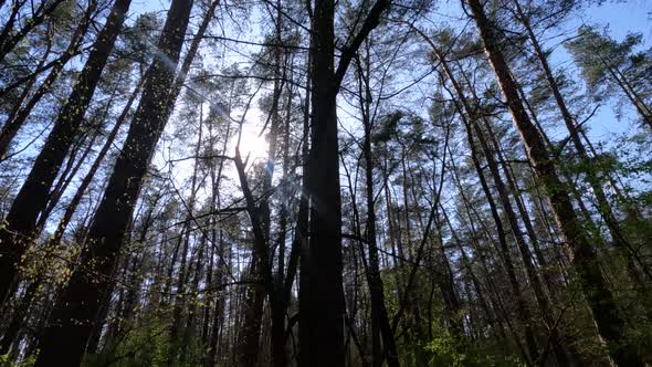 Forest with Pine Trees During the Day POV