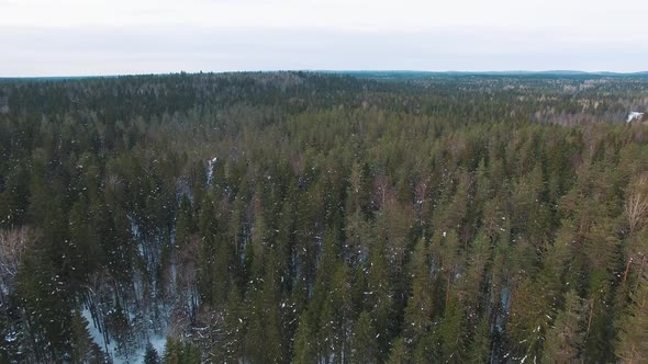 Flying Low Over Tops Of Spruce, Fir And Pine Trees.