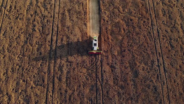 Aerial Drone View Combine Harvester Working in a Wheat Field at Sunset