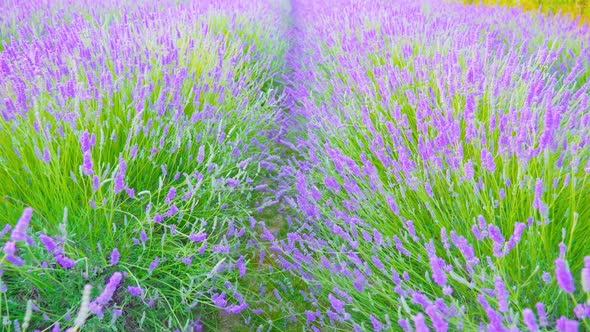 Movement Between Blooming Lavender Bushes