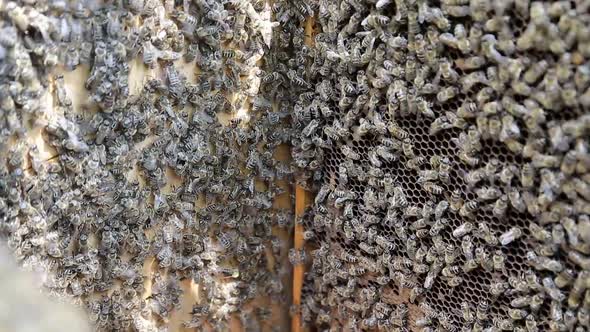 Hives of bees in the apiary