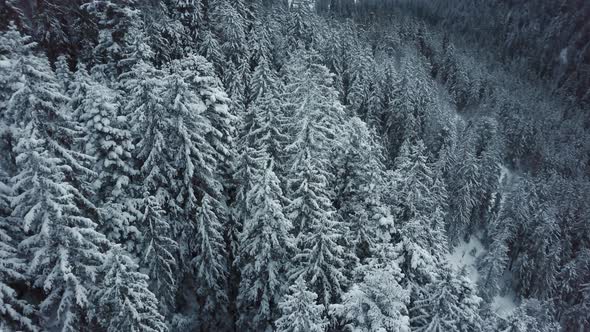 Aerial View of Winter Mixed Forest