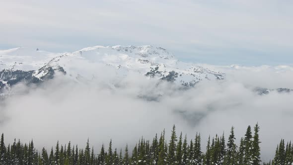 Snowy Forest on Top of the Mountains in Winter During Sunny Morning