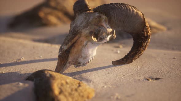 Skull with Ram Horns on the Beach