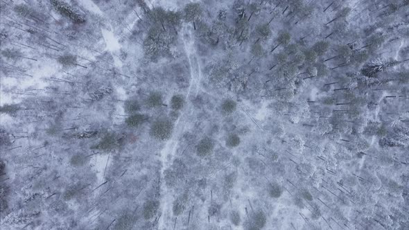 birds eye view of a tundra forest in winter