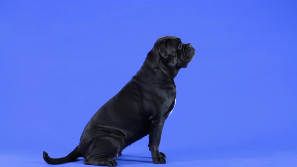 Side View of a Dog of Breed Cane Corso in the Studio on Blue