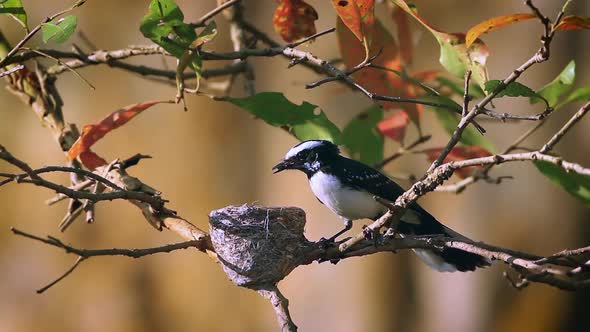 White-browed fantail flycatcher in Sri Lanka