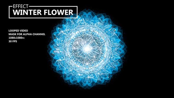 Winter Flower alt